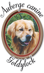 Auberge canine Goldylock